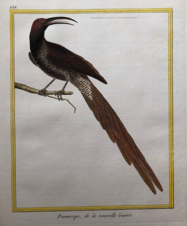Promerops de la Nouvelle Guinee by Francois-Nicolas Martinet