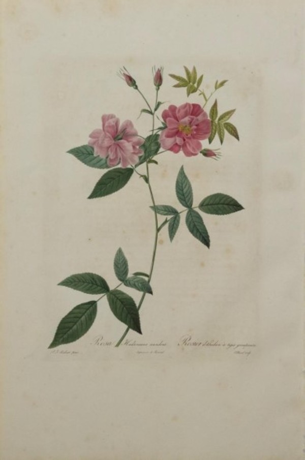 Rosa Hudsoniana Scandens (Hudson Rosehip with Climbing Stems), Plate 109