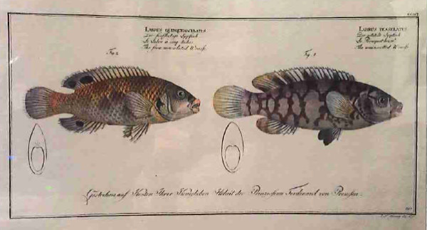 Labrus Tesselatus Fig. 1 (1) Labrus Quinquemaculatus Fig. 2 (2), The Wainscotted Wrasfe (1) The f...