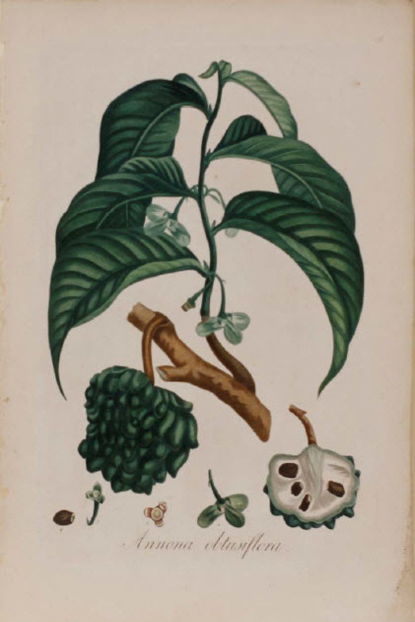 Annona obtusiflora