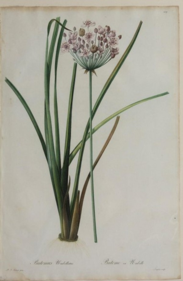 Butomus Umbrellatus (Flowering Rush), Plate 209