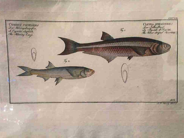Plate 408, Cyprinus Clupeoides Fig. 2. (1) Clupea Atherinoides Fig. 1. (2)	The Herring-Carp (1) T...