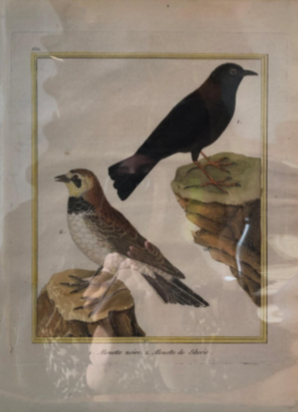 1.Alouette Noire 2. Alouette de Siberie by Francois-Nicolas Martinet