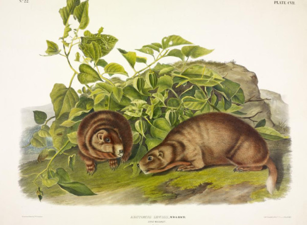 Arctomys lewisii, Aud. and Bach. Lewis' Marmot. (v. 3, no. 22, plate 107)