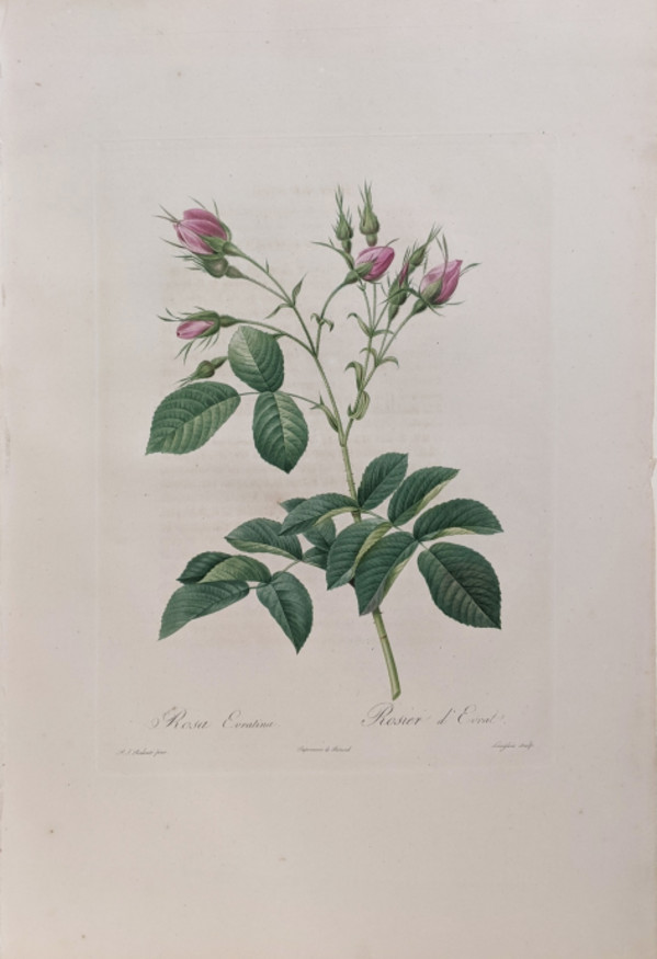 Rosa Evratina, Rosier d'Evrat, Plate 217
