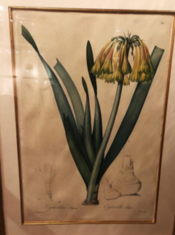 Cyrtanthus obliquus by Pierre-Joesph Redoute