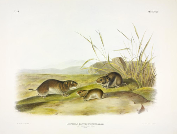 Arvicola xanthognathus, Leach. Yellow-cheeked Meadow-Mouse (v. 3, no. 23, plate 115)