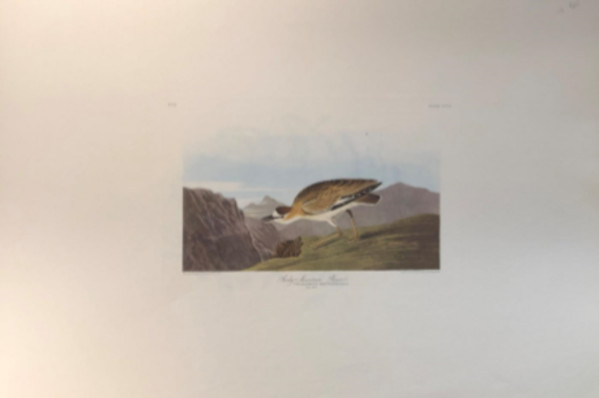 Rocky Mountain Plover