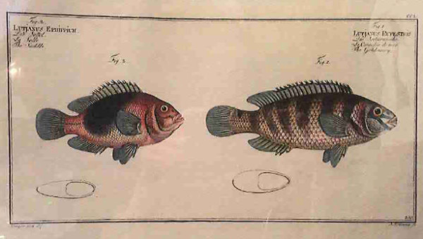Lutjanus Ephippium Fig. 2. (1) Lutjanus rupestris Fig. 1. (2), The Saddle (1) The Goldsinny (2)