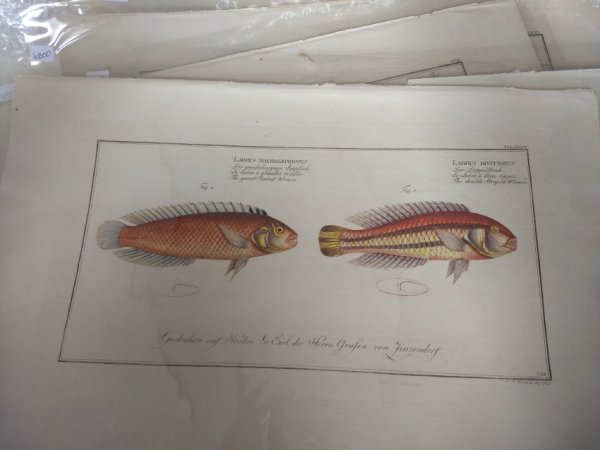 Labrus Macrolepidotus (The great-scaled Wrasse), Plate 284 Labrus Bivittatus (The double-striped ...