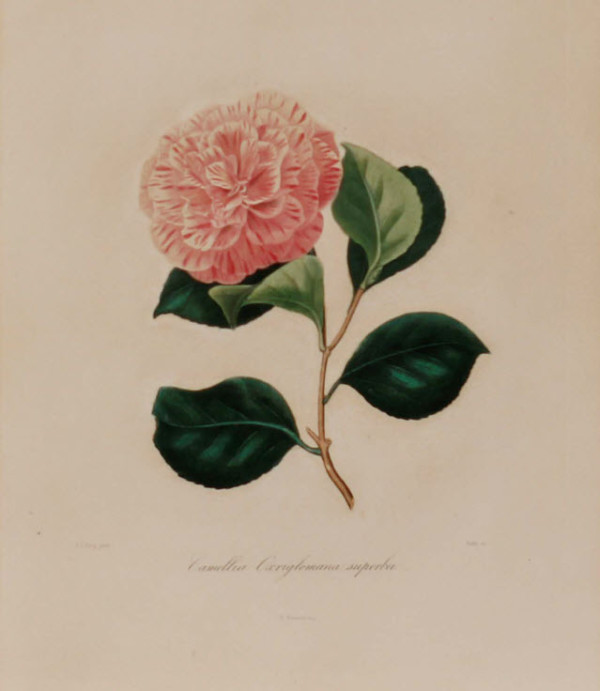 Camellia Oxriglomana Superba by Jung