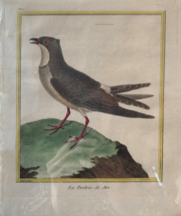 La Perdrix de Mer by Francois-Nicolas Martinet