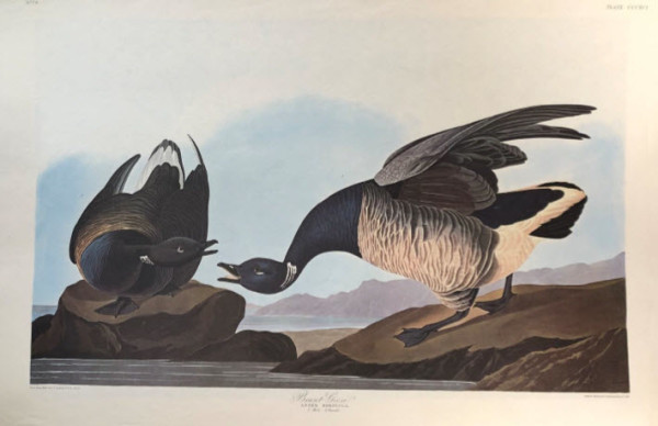 Brant Goose