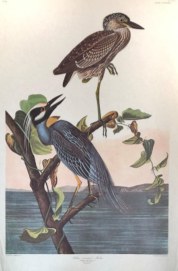 Yellow Crowned Heron