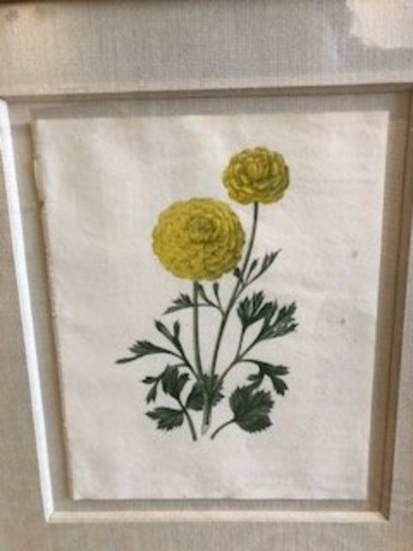 Plate 195, Adrian-Ranunculus