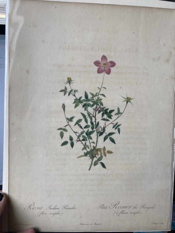 Rosa Indica Pumila by Pierre-Joseph Redouté