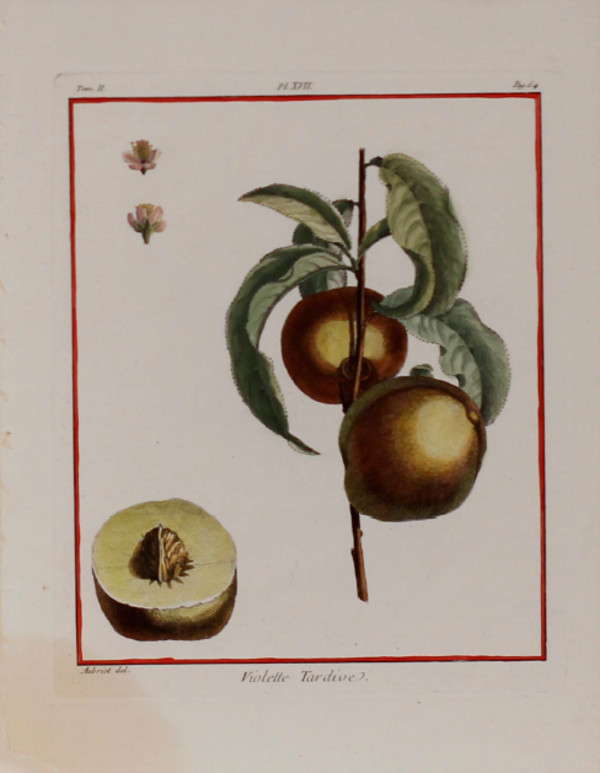 Plate 17, Violette Tardive by Claude Aubriet