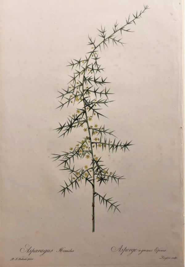 Les Liliacées (Asparagus Horridus) by Pierre-Joseph Redouté