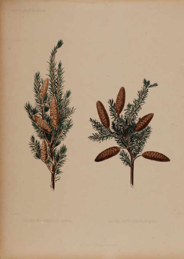 Abies Hookeriana/Abies Pattoniana