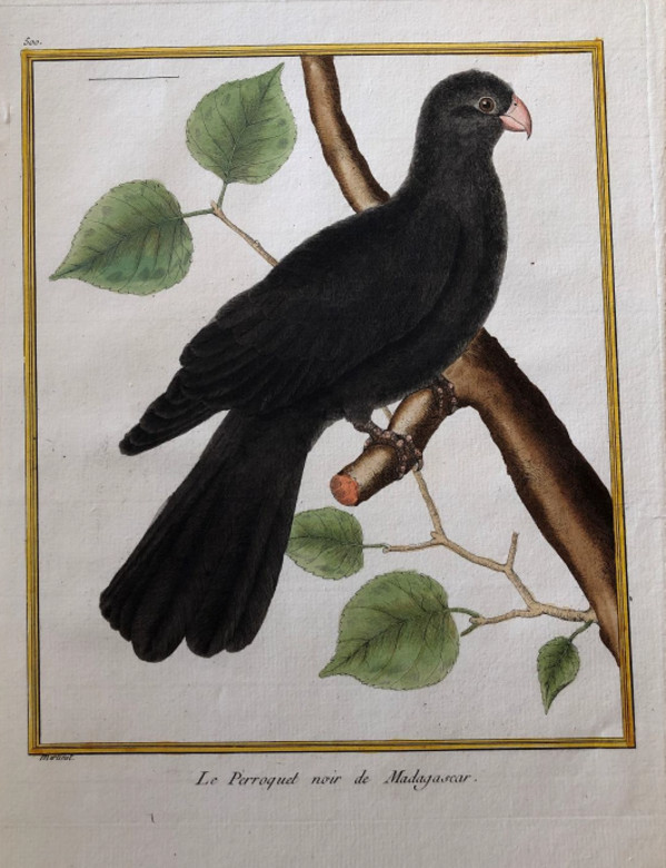 Le Perroquet Noir de Madagascar by Francois-Nicolas Martinet