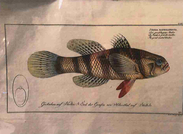 Plate 298, Sciaena macrollpidota, The great sealed Amber