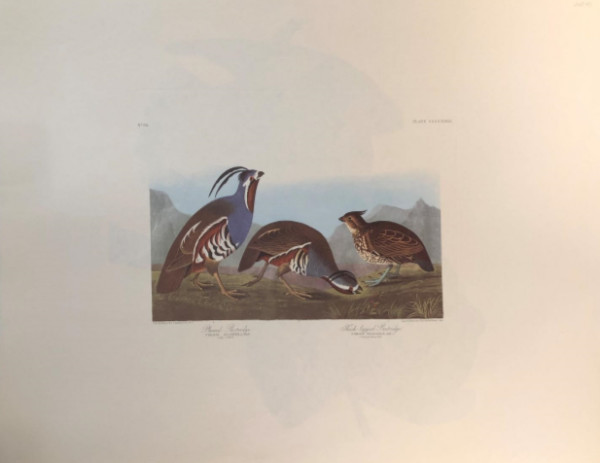 Plumed Partridge & Thick Legged Partridge