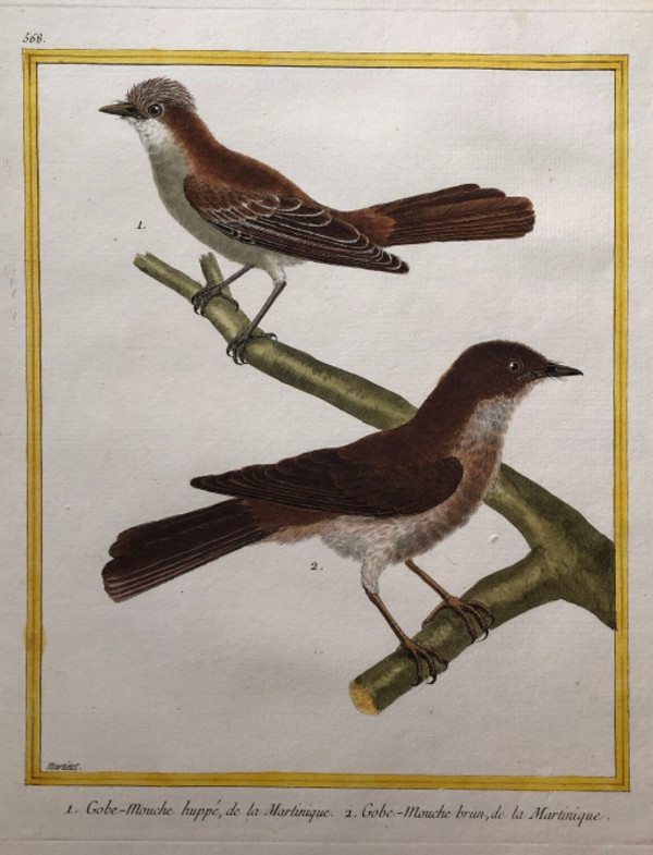 1. Gobe-Mouche Huppe de la Martinique 2. Gobe-Mouche Brun de la Martinique by Francois-Nicolas Martinet