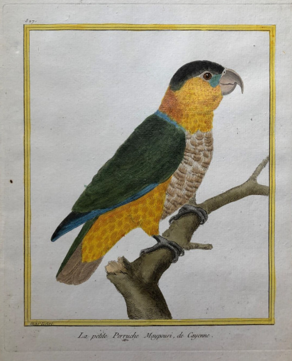 La Petite Perruche Maypouri de Cayenne by Francois-Nicolas Martinet