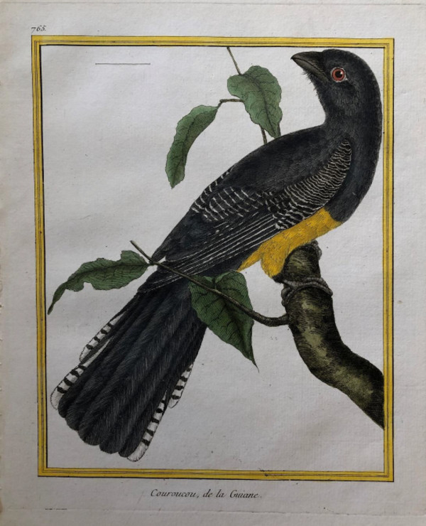 Couroucou de la Guniane by Francois-Nicolas Martinet
