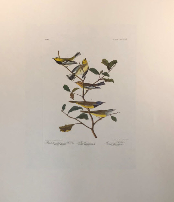 Black-throated Green Warbler