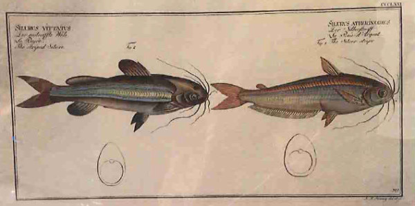 Silurus Vittatus Fig. 2. (1) Silurus Atherinoides Fig. 1. (2), The striped Silure (1) The silver ...