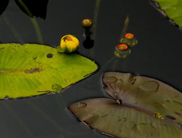 Everglade Lilies by John Schell