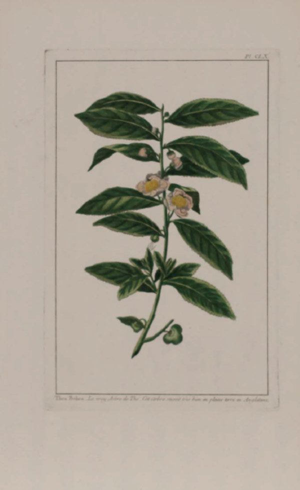 Plate 160,	Thea bohea by Pierre-Joseph Buchoz