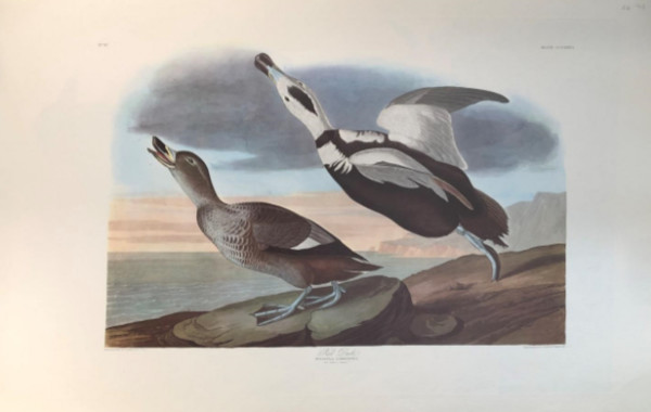 Pied Duck