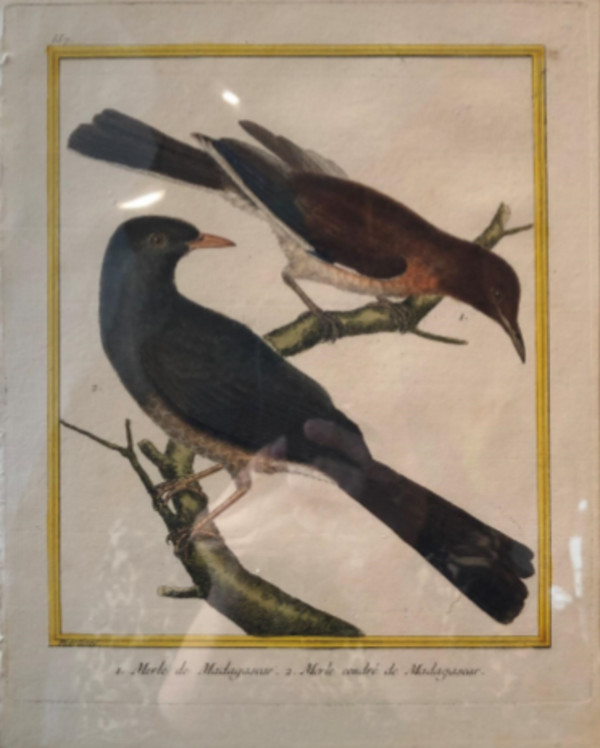1. Merle de Madagascar 2. Merle Cendre de Madagascar by Francois-Nicolas Martinet