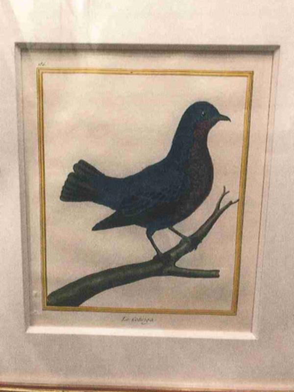 Le Cotinga by Cornelius Nozeman