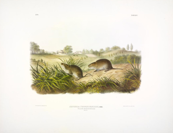Arvicola pennsylvanicus, Ord. Wilson's Meadow Mouse (v. 1, no. 9, plate 45)
Arvicola pennsylvanic...