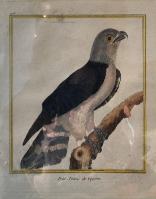 Petit Autour de Cayenne by Francois-Nicolas Martinet