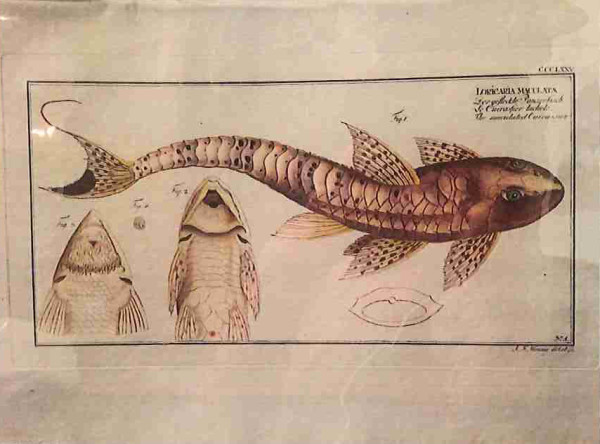 Plate 375,  Lorcaria maculata, The Maculated Cuirasserie