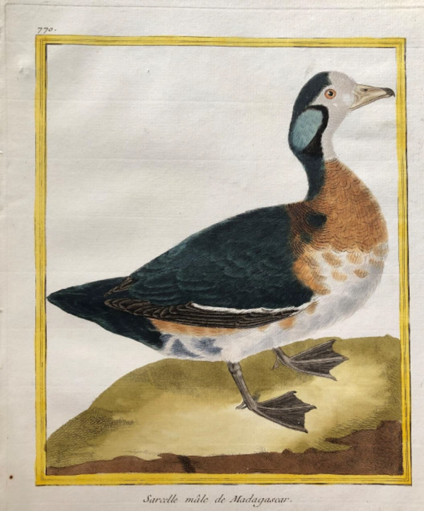 Male de Madagascar by Francois-Nicolas Martinet