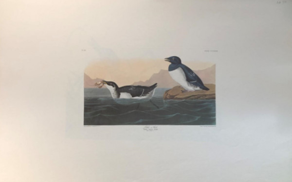 Little Auk