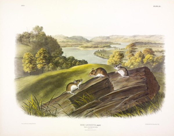 Mus leucopus, Raff. White-footed Mouse. (v. 1, no. 8, plate 40)