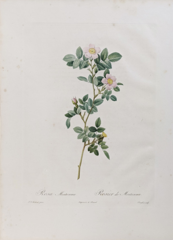 Rosa Montezuma, Rosier de Montezuma, Plate 71