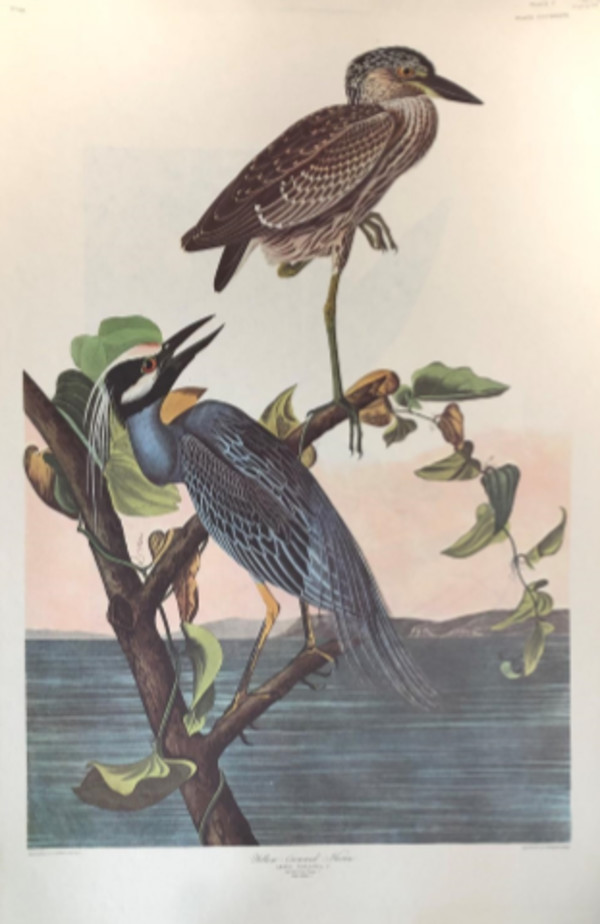 Yellow Crowned Heron