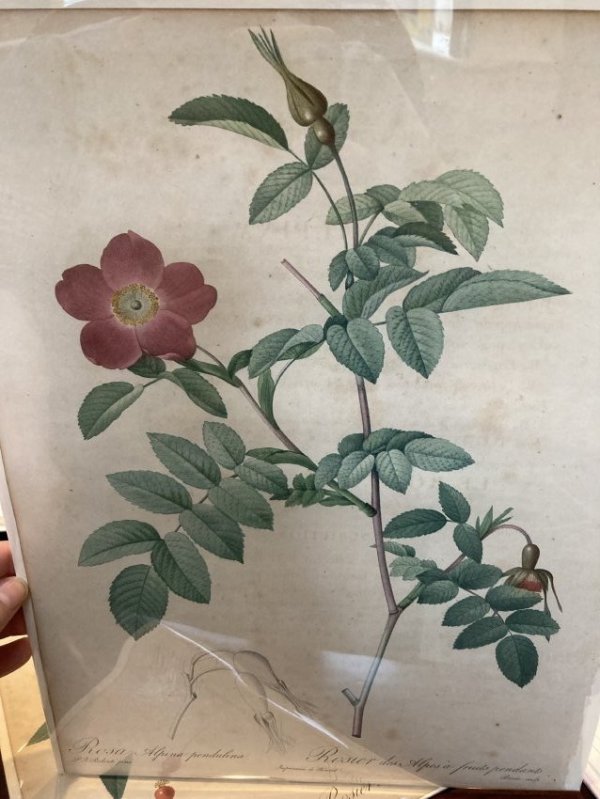 Rosa Aplina pendulina by Pierre-Joseph Redouté