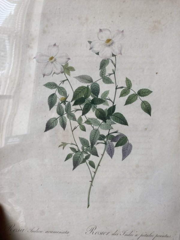 Rosa Indica acuminata by Pierre-Joseph Redouté