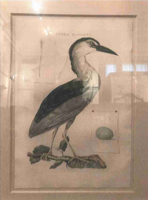 Ardea, Nycticorax by Cornelius Nozeman