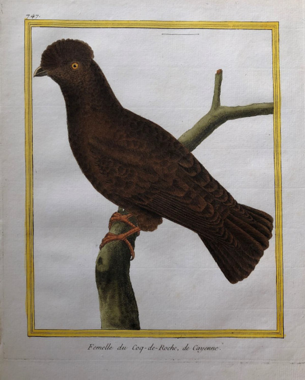 Fermelle de Coq de Roche de Cayenne by Francois-Nicolas Martinet