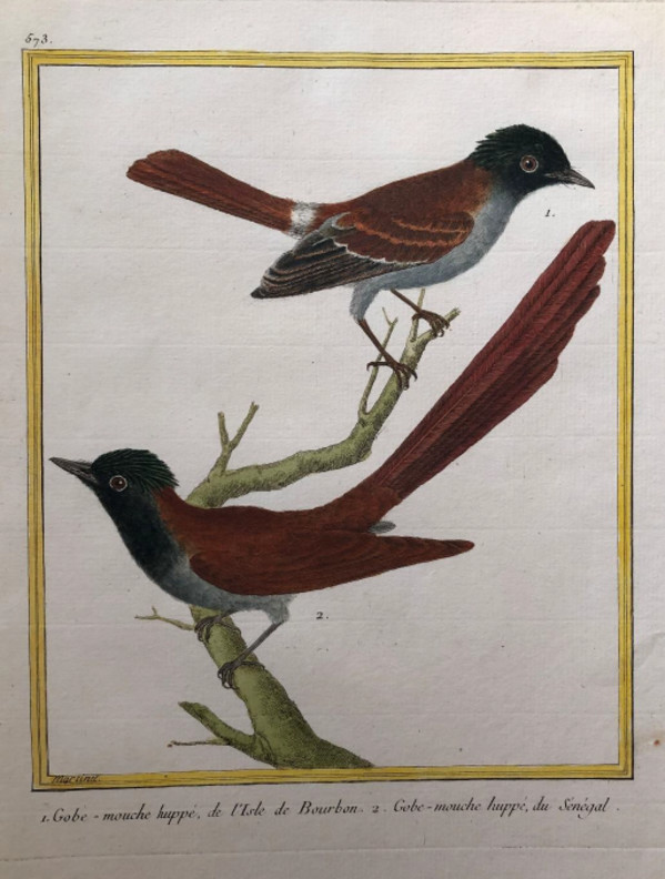 1. Gobe-Mouche Huppe de I'Isle de Bourbon 2. Gobe-Mouche Huppe du Senegal by Francois-Nicolas Martinet