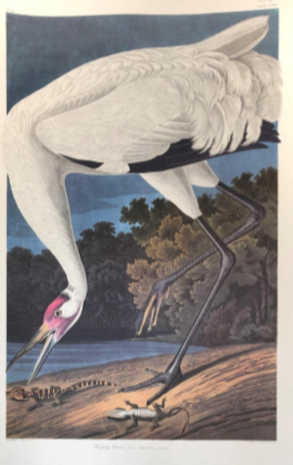 Hooping Crane